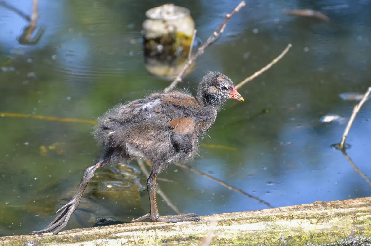 Moorhen chick