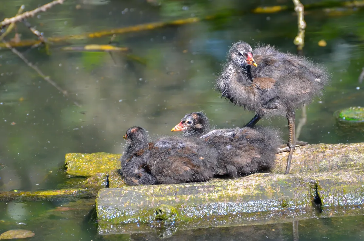 Moorhen chicks