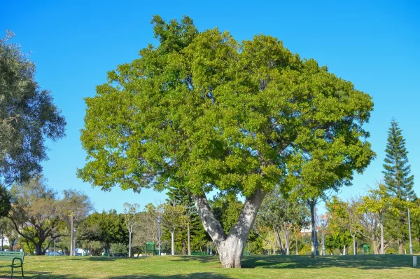 Parque de La Batería, tree