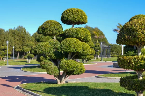 Parque de La Batería, Torremolinos, tree
