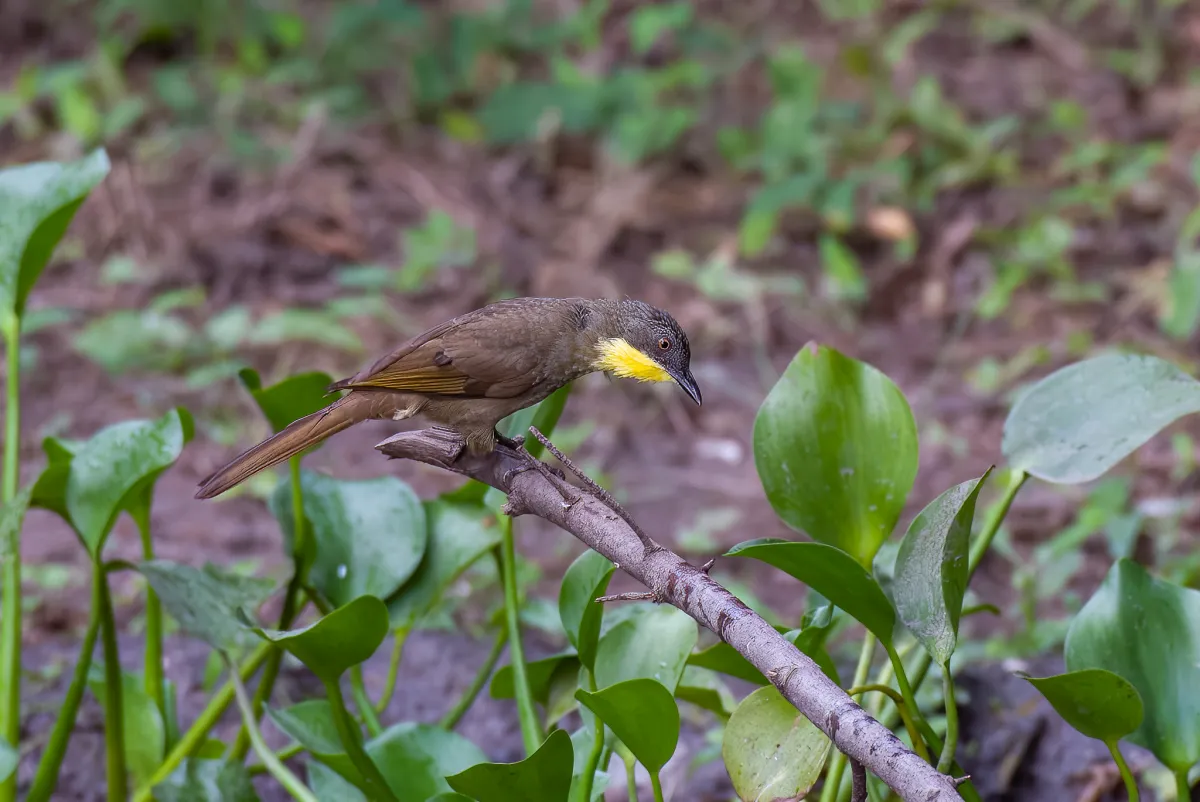 Yellow-Throated Leaflove