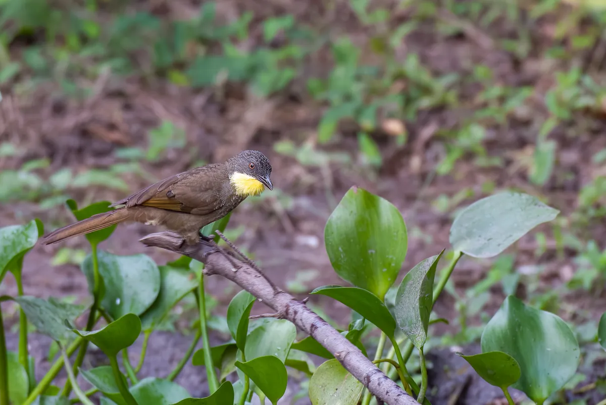 Yellow-Throated Leaflove 2