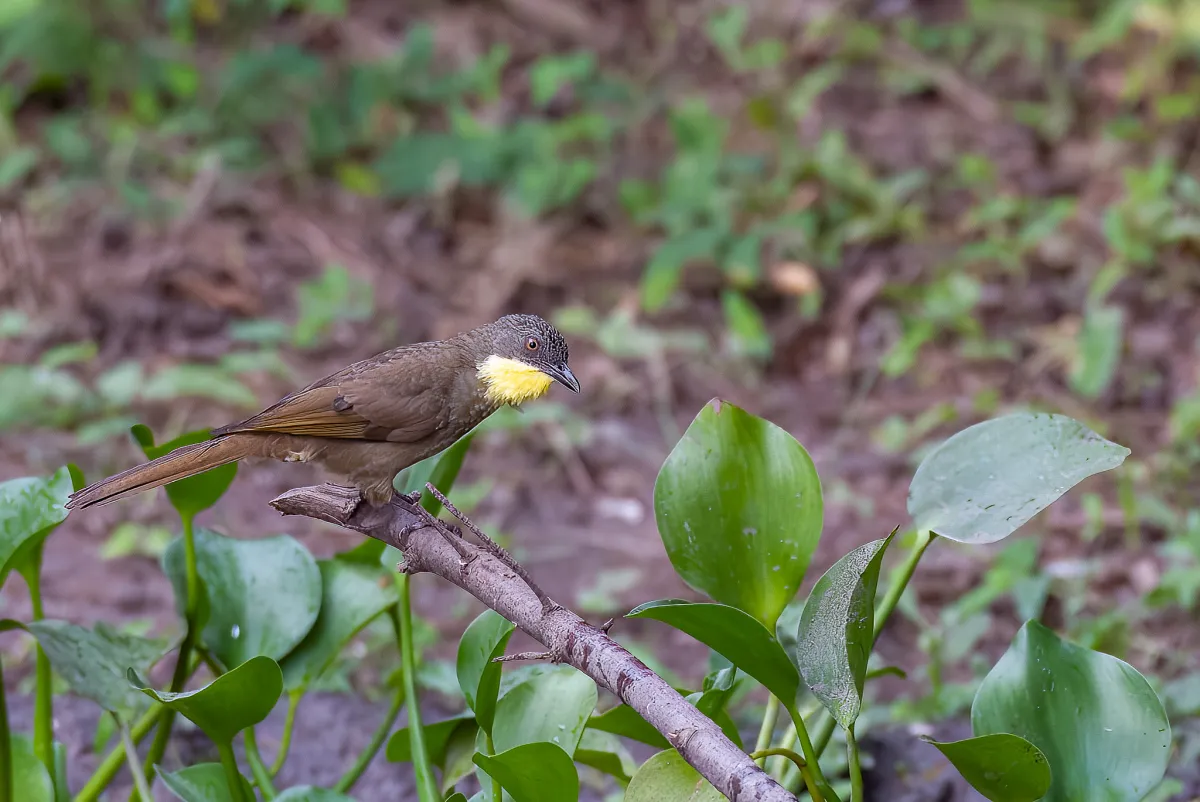 Yellow-Throated Leaflove 3