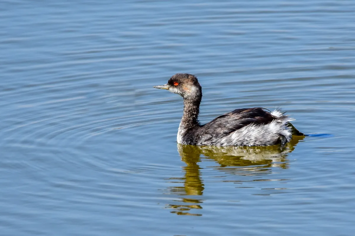 Black-Necked Grebe, Podiceps nigricollis