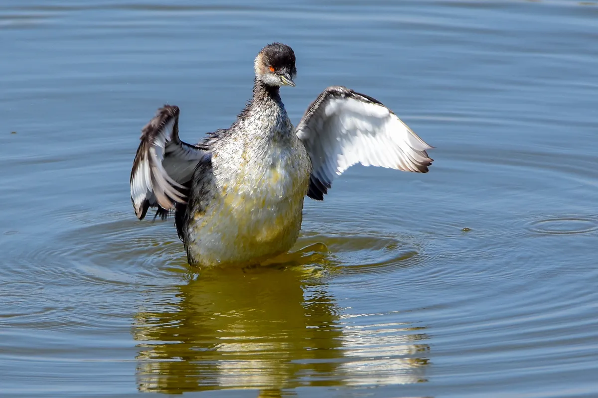 Black-necked Grebe, Malaga