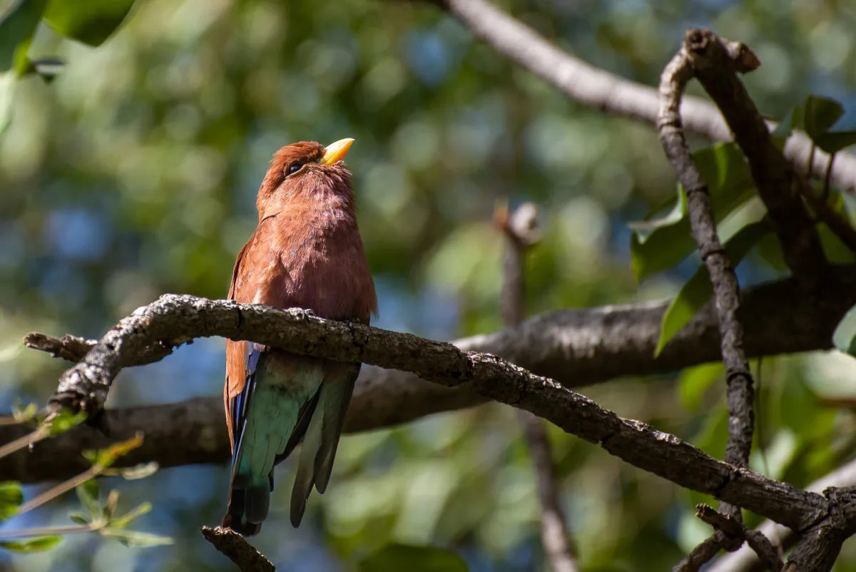 Broad-billed Roller, perched