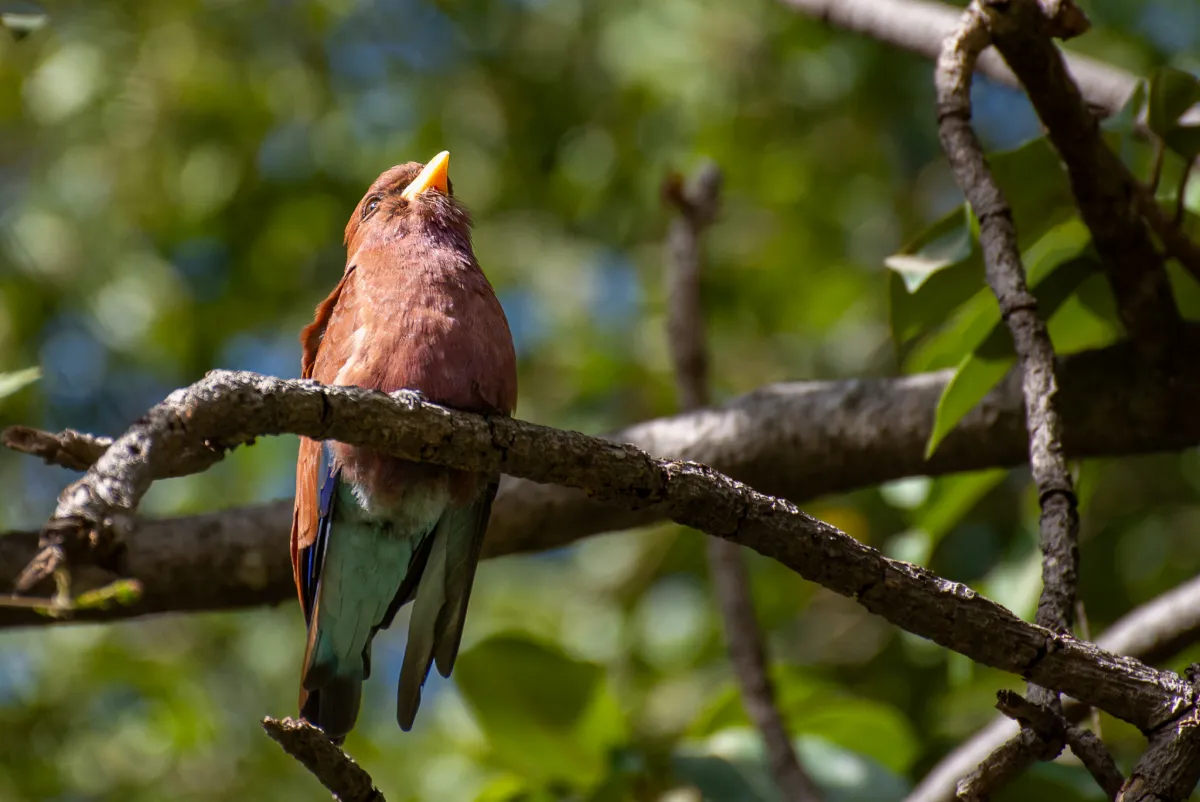 Broad-billed Roller