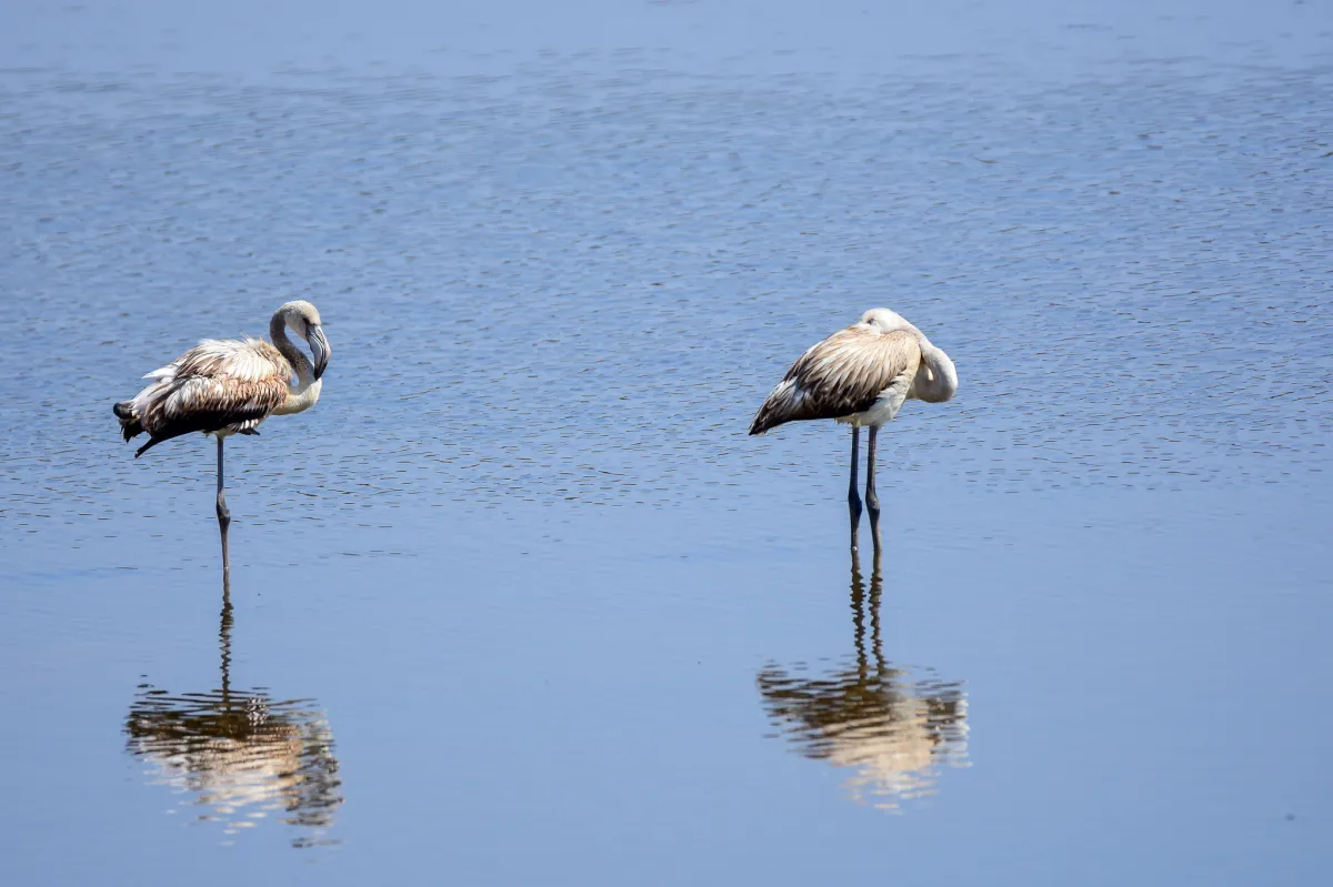 pair of flamingoes, Málaga