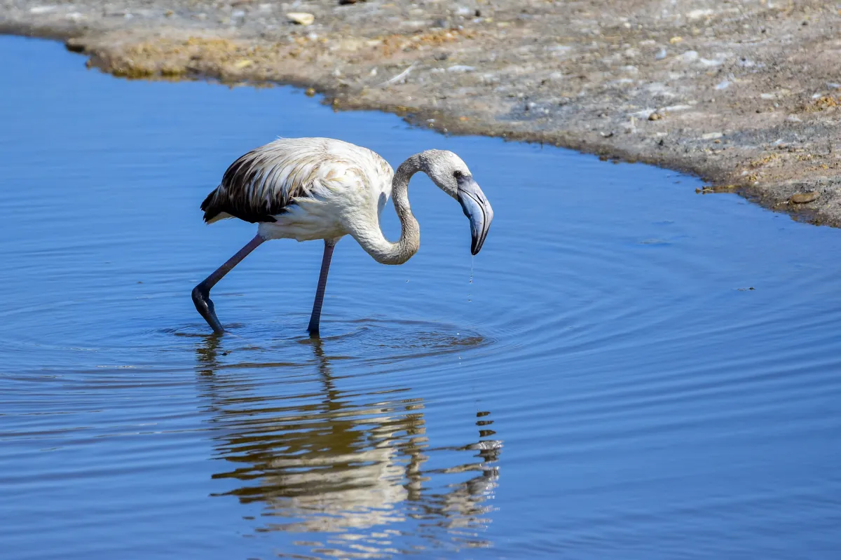 Flamingo, Málaga