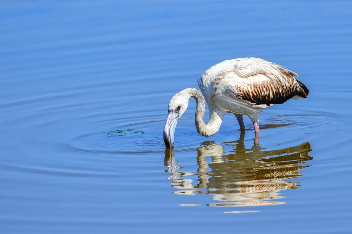 Málaga flamingo