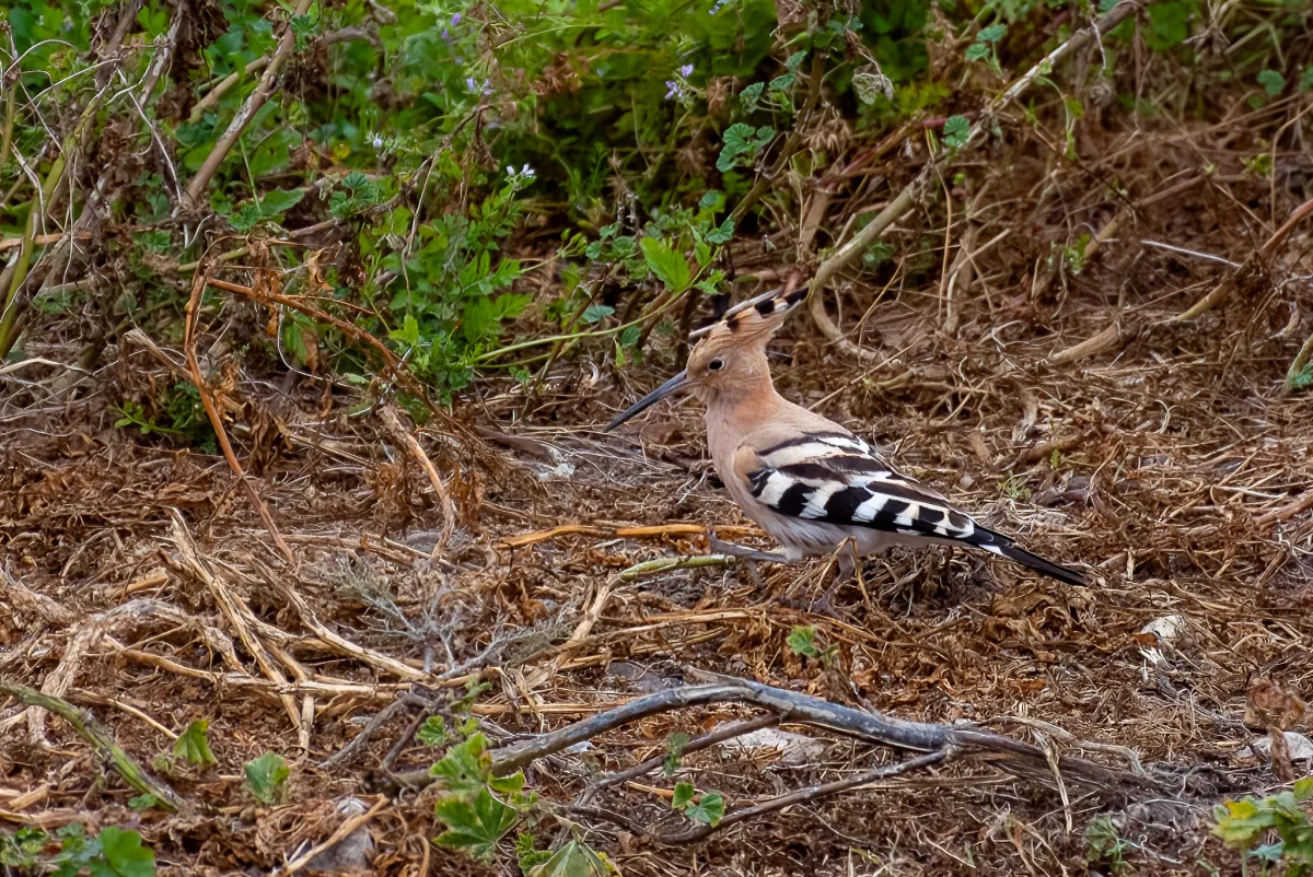 Eurasian Hoopoe, Nerja