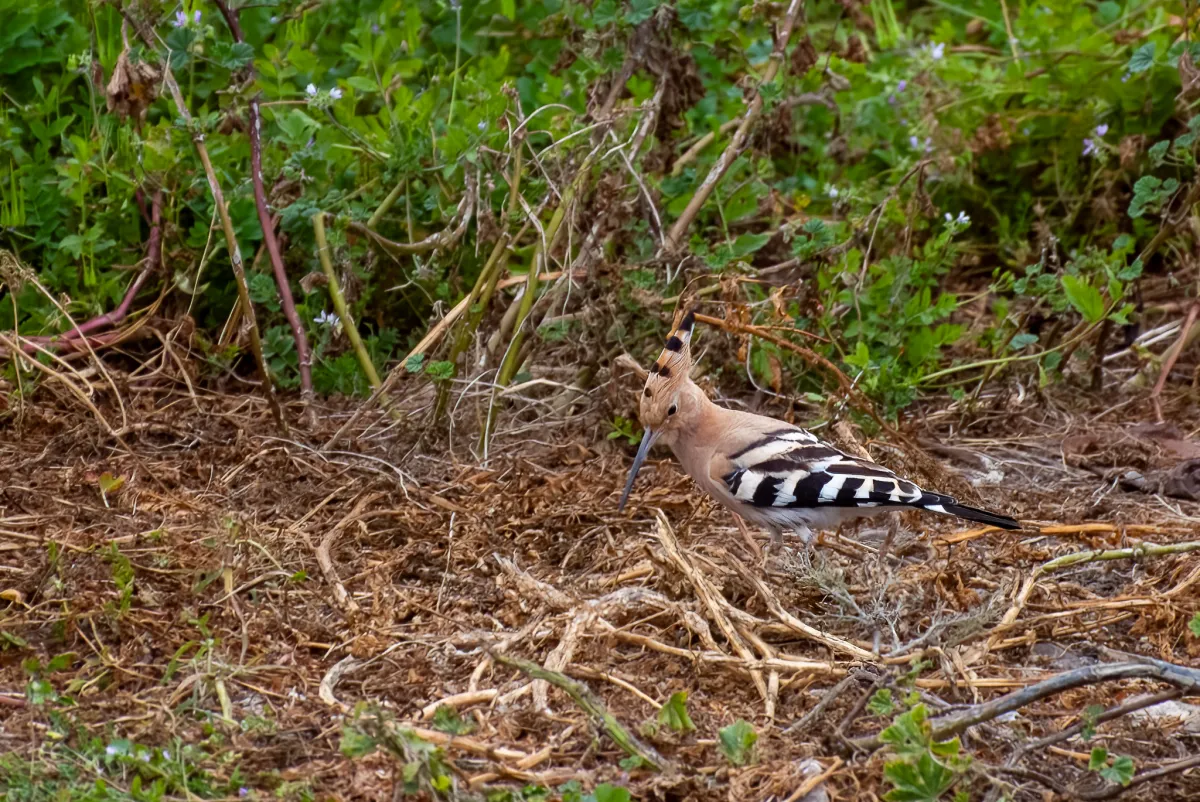 Eurasian Hoopoe