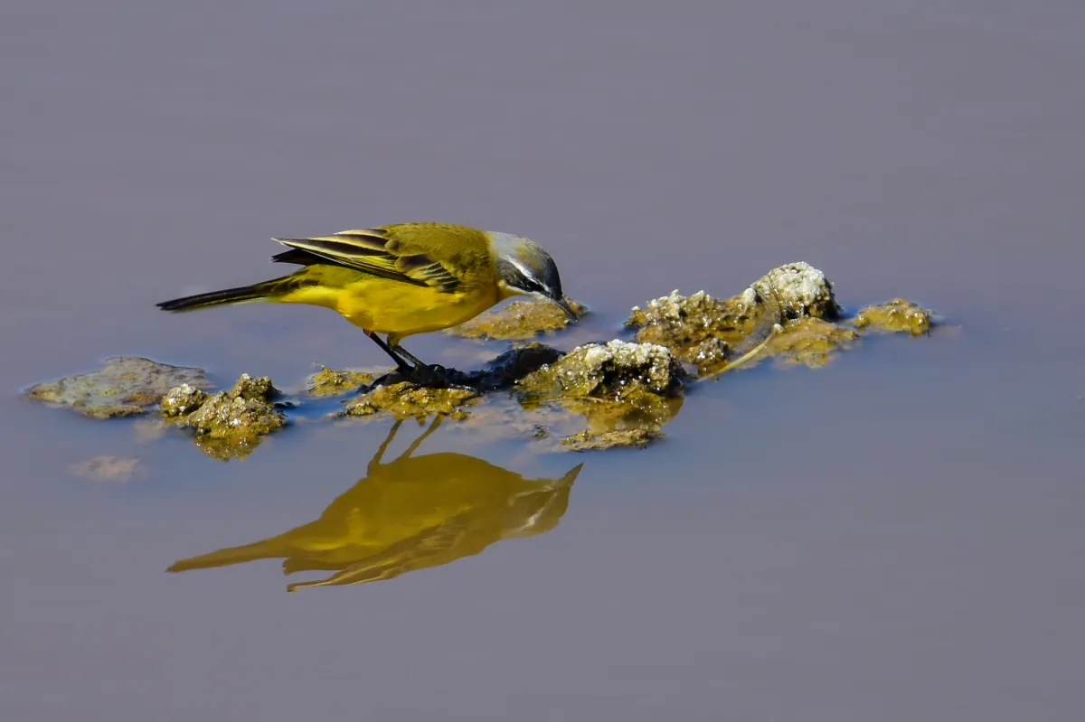 Iberian Yellow Wagtail, Malaga wetlands