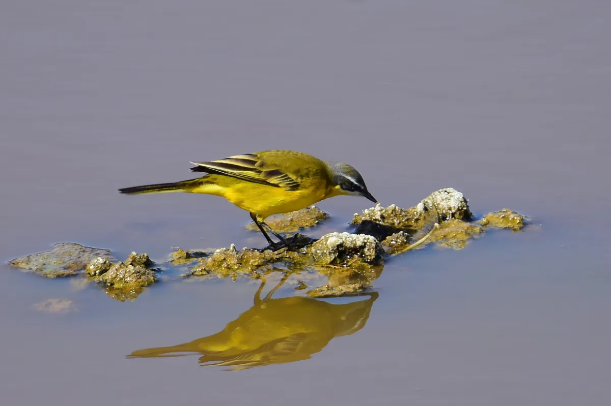 Iberian Yellow Wagtail, Malaga