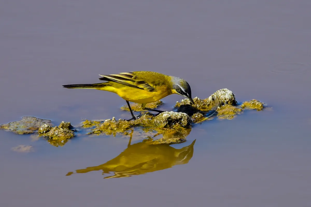 Iberian Yellow Wagtail