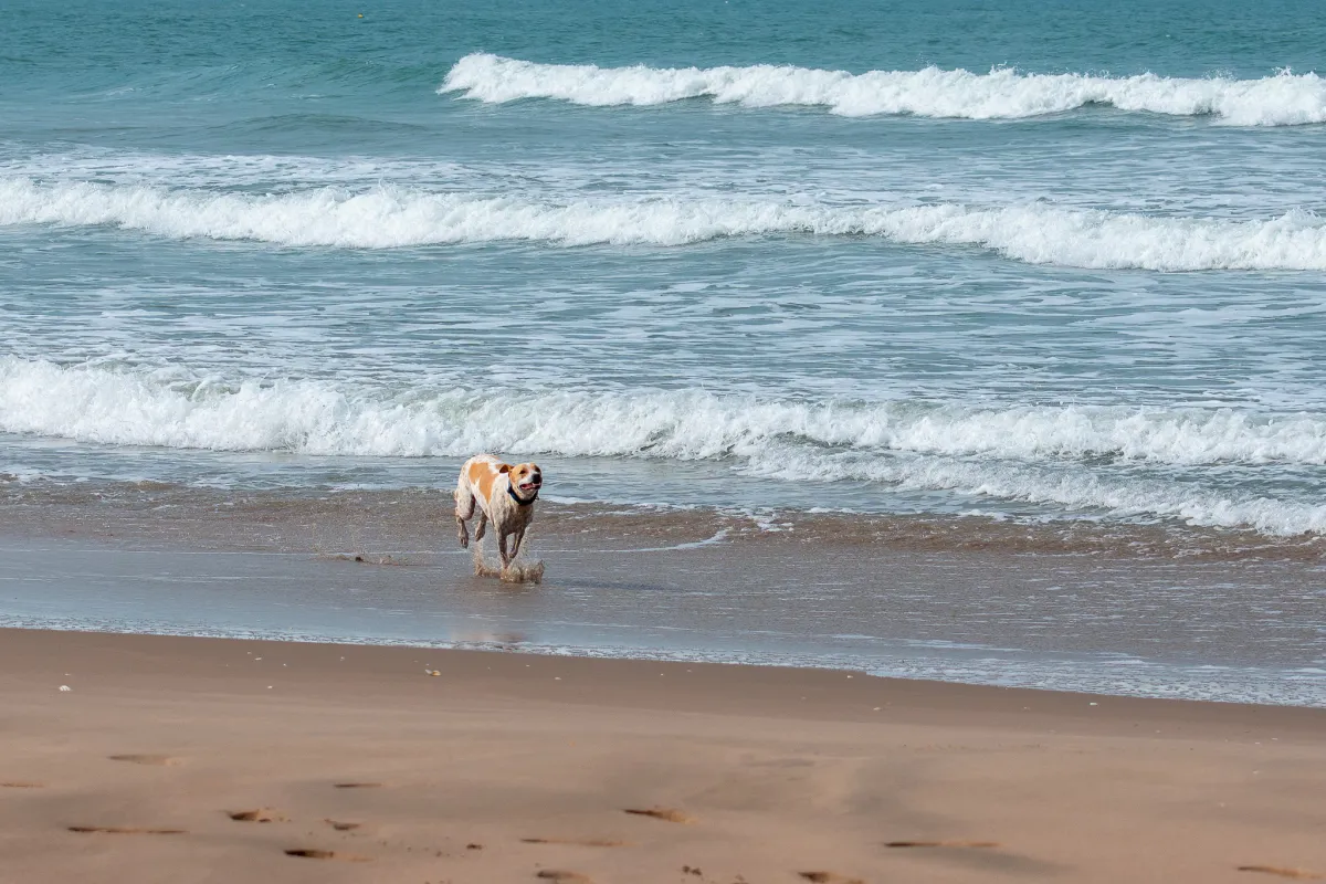 Running Dog 1
