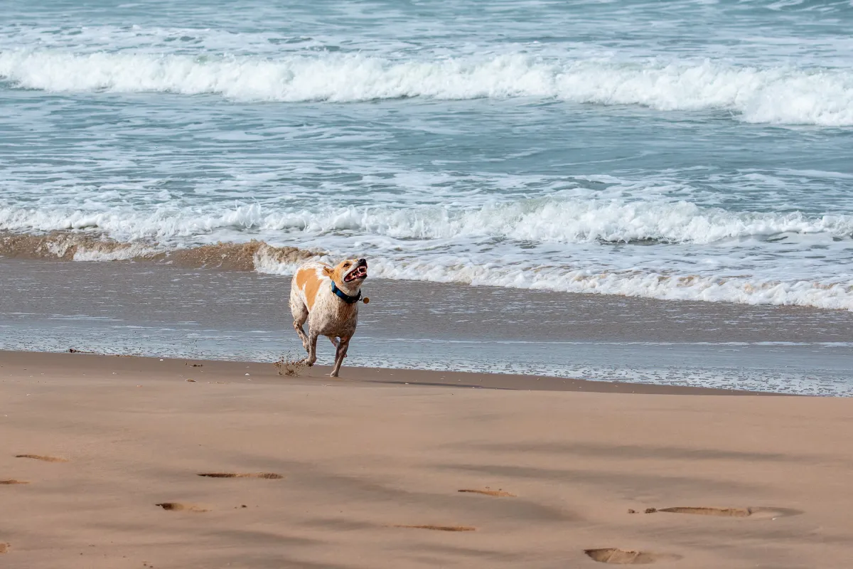 Running Dog 5
