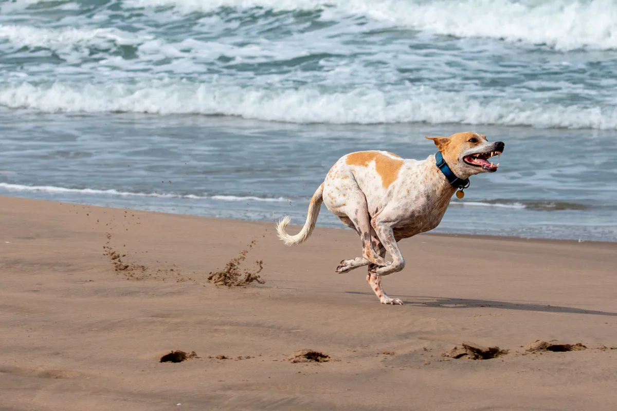 Running Dog 9