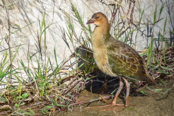 Allen's Gallinule, Nerja