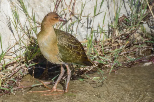 Allen's Gallinule, rio Chillar in Nerja