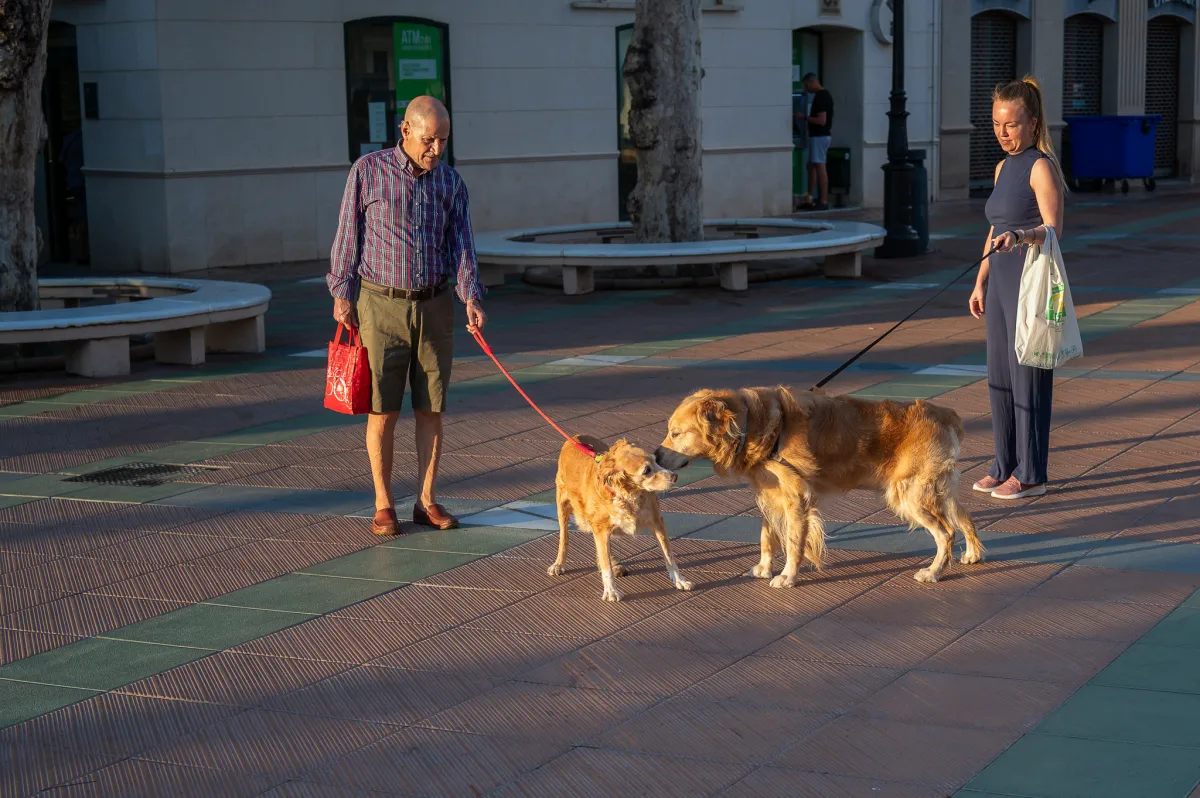 Two dogs meet, Nerja