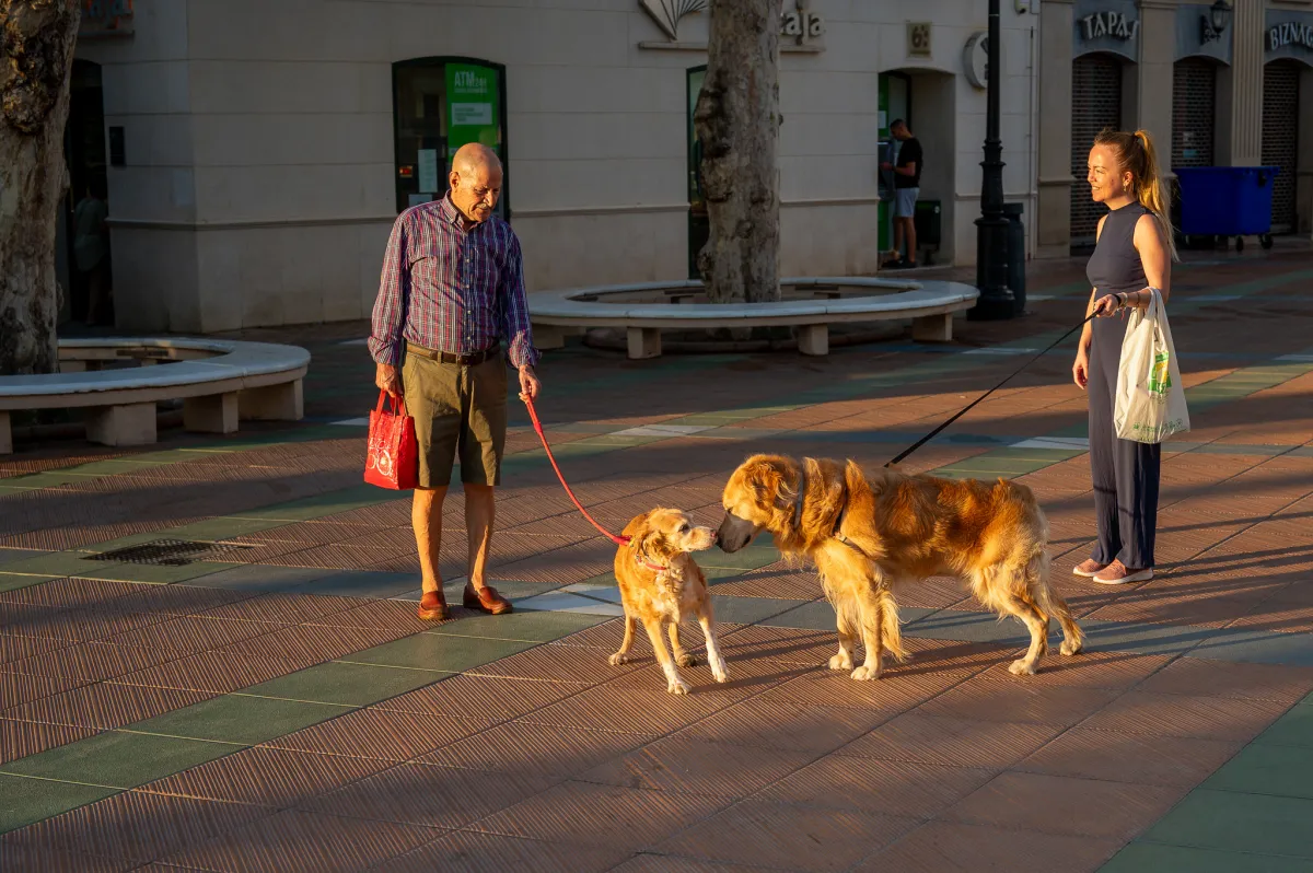 Two dogs