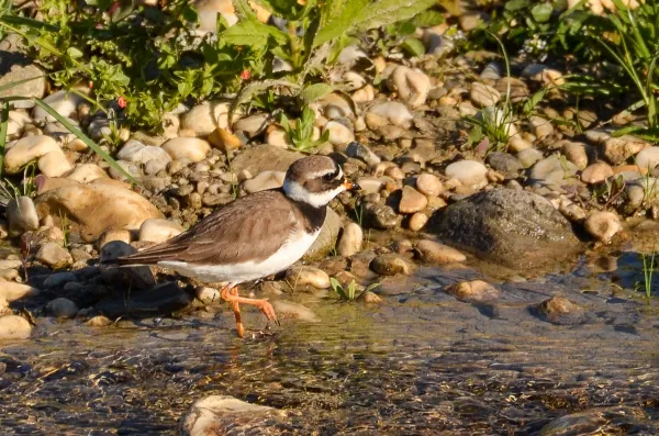 Ringed Plover, Nerja