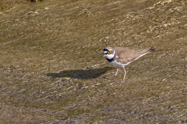 Little-ringed Plover