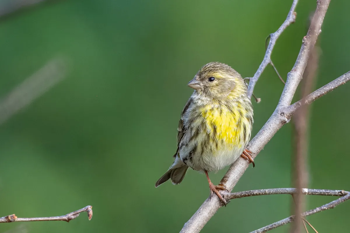 Serin, Nerja