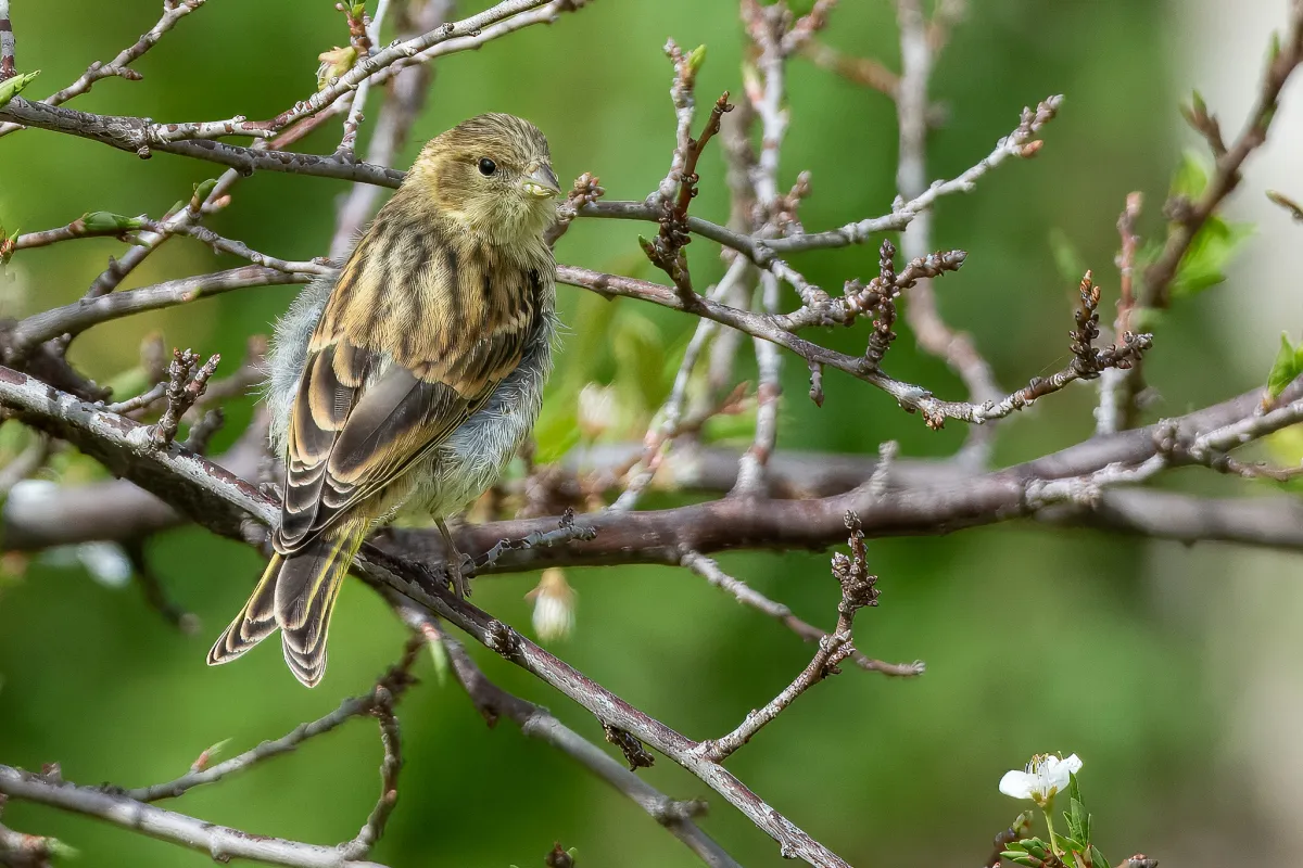 female European Serin, Nerja