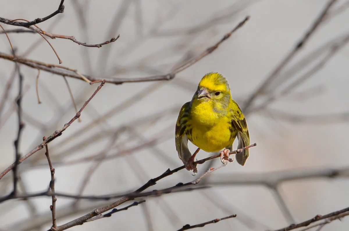 European Serin doing a Hulk impression