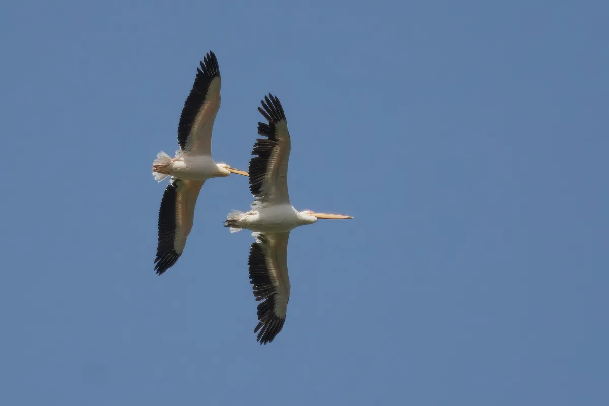 Great White Pelican pair, The Gambia