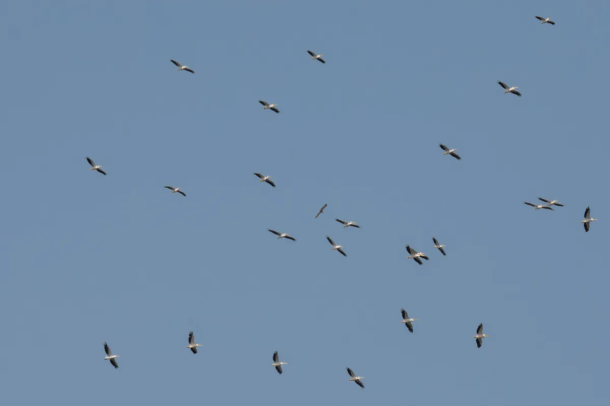 Great White Pelican flock, The Gambia