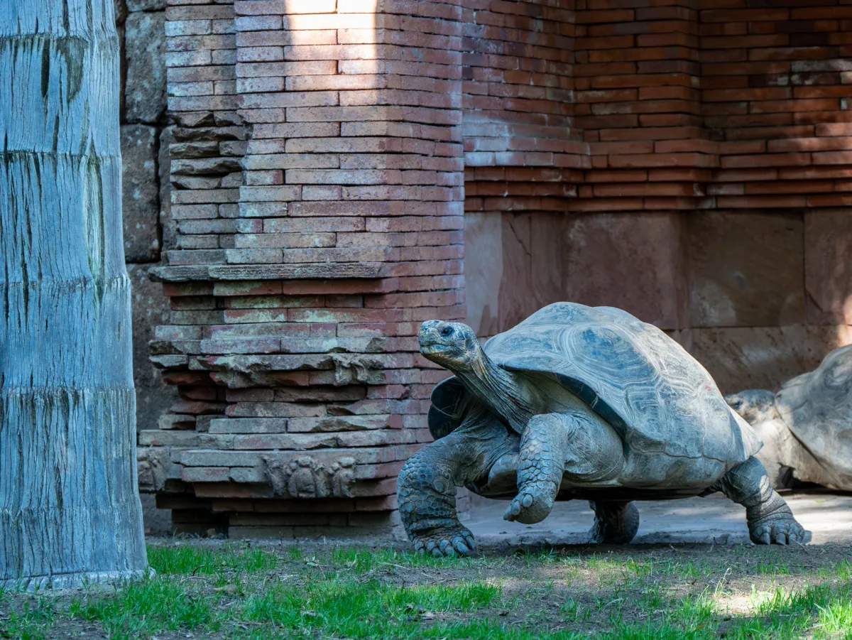 Galapagos Giant Tortoise on the move