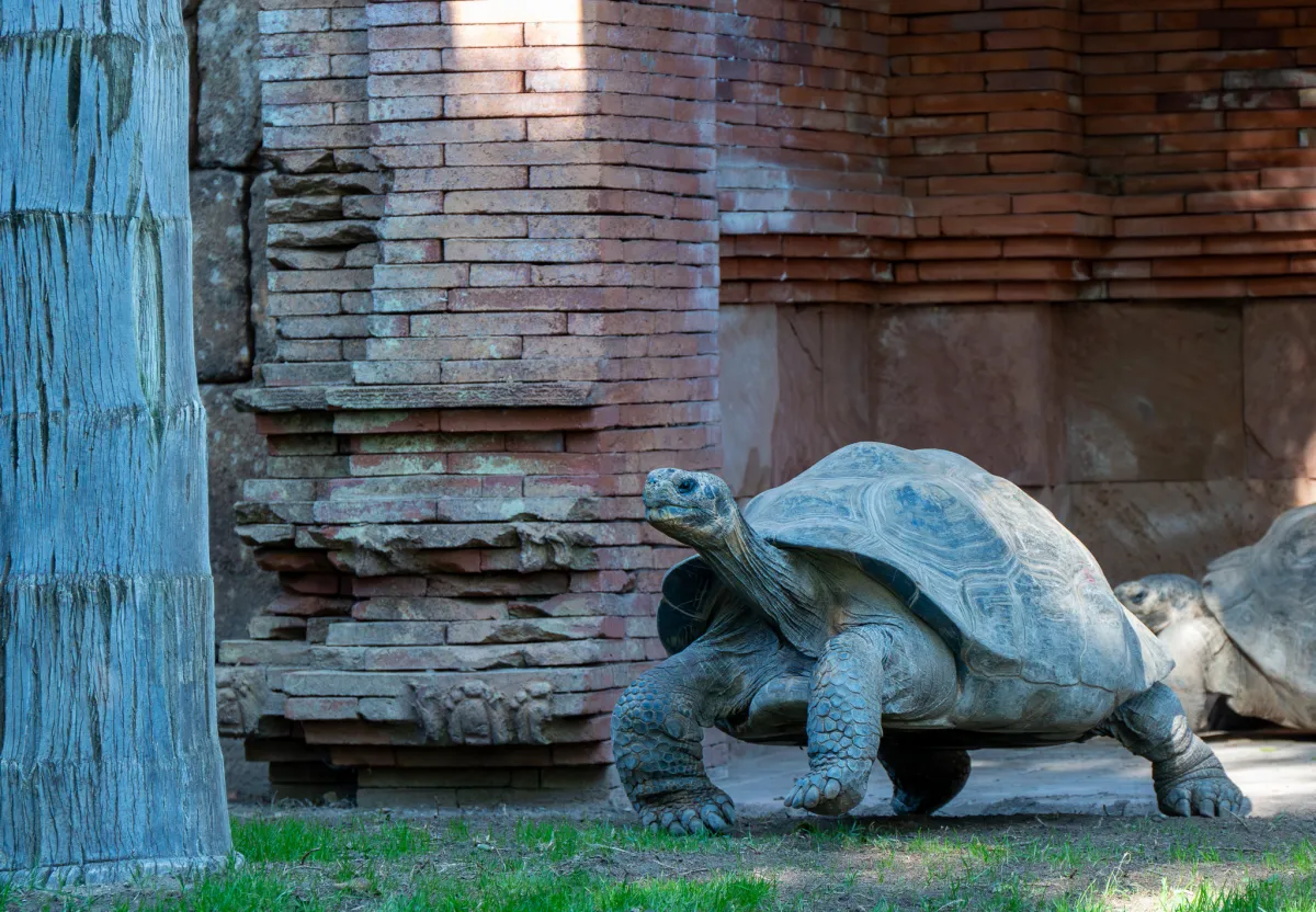 Galapagos Giant Tortoise