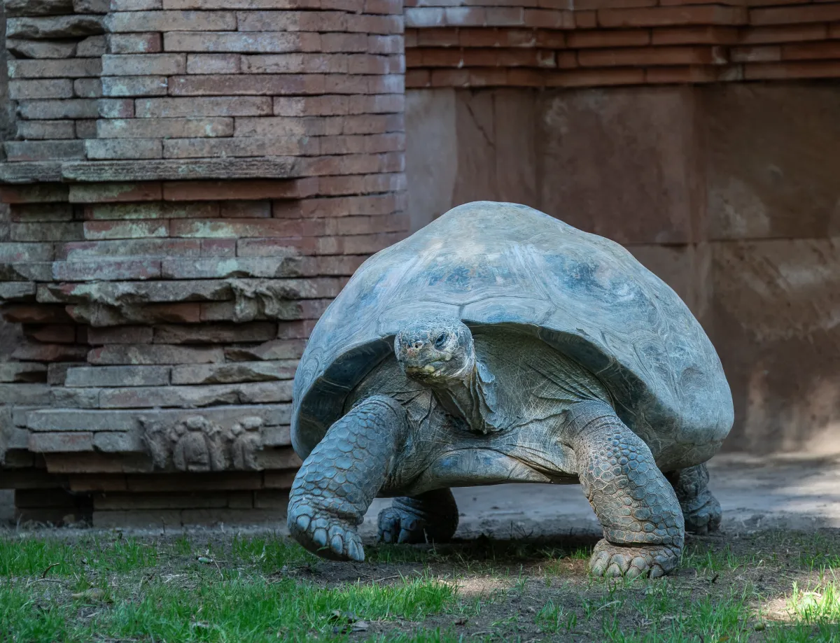 Here comes the Galapagos Giant Tortoise