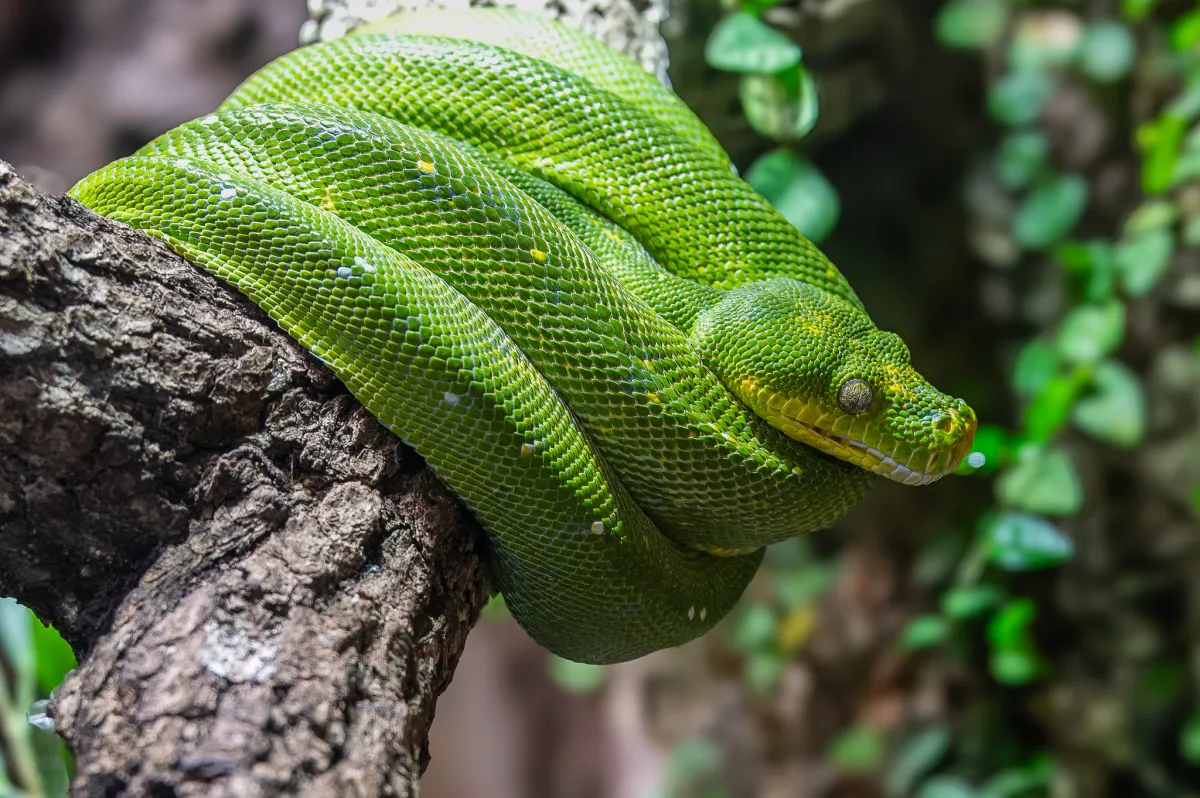 Green Tree Python