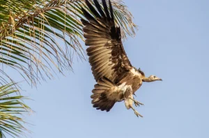 Hooded Vulture taking off