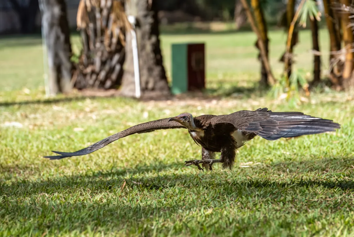 Hooded Vulture take-off