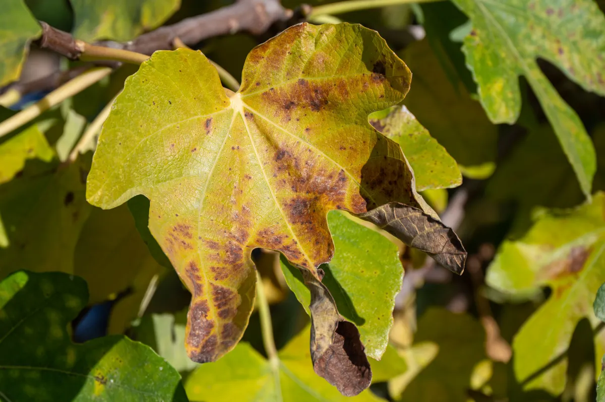 winter leaves