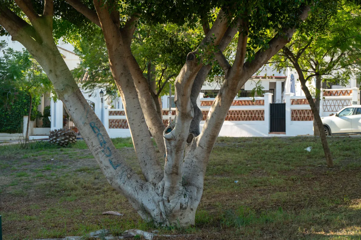 Tree, pattern