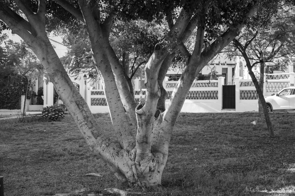 tree trunk, black and white