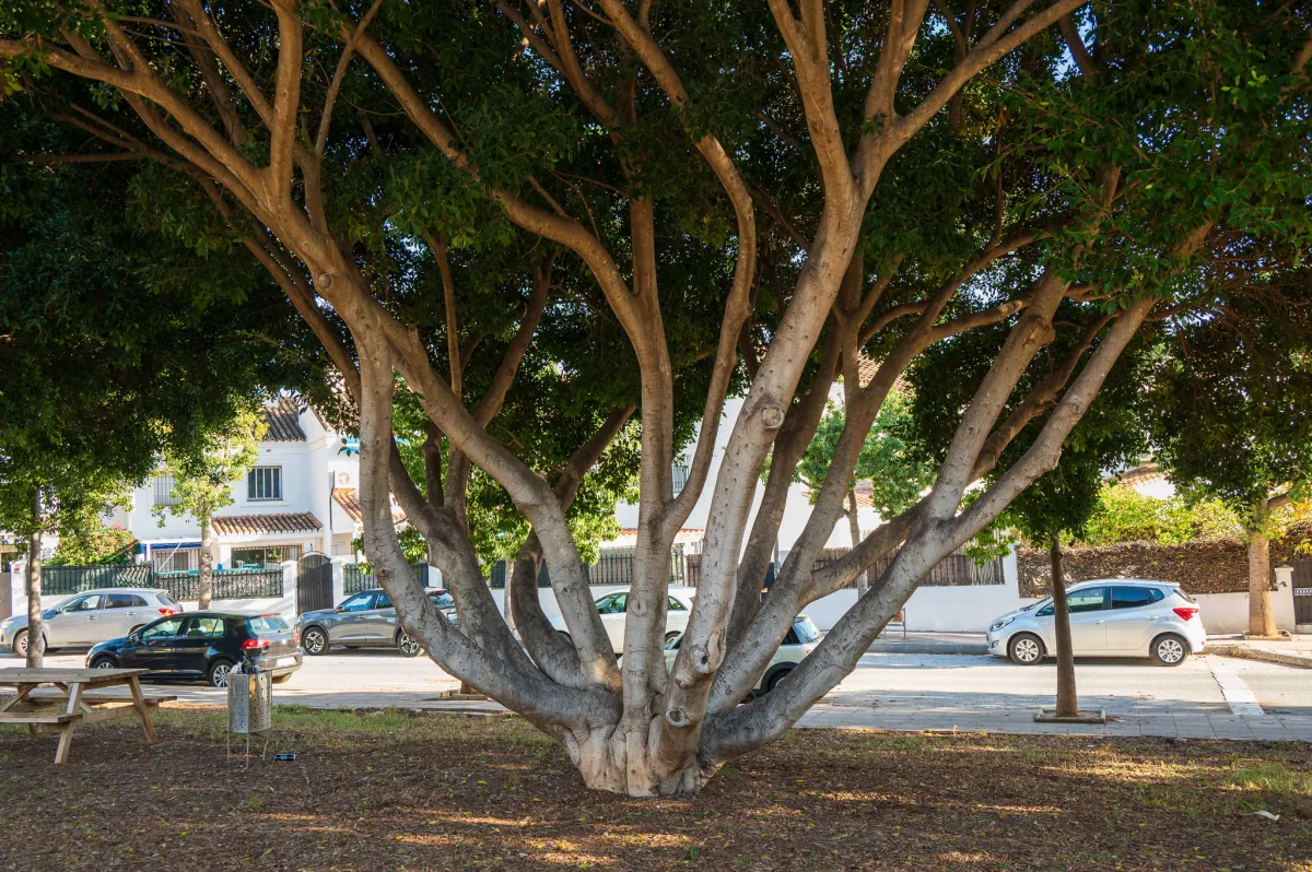 trunk patterns