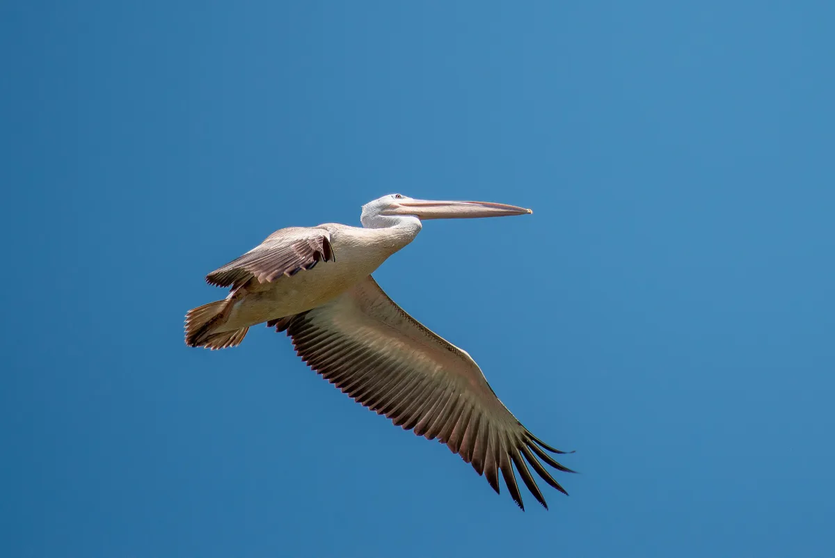 Pink-backed Pelican 1