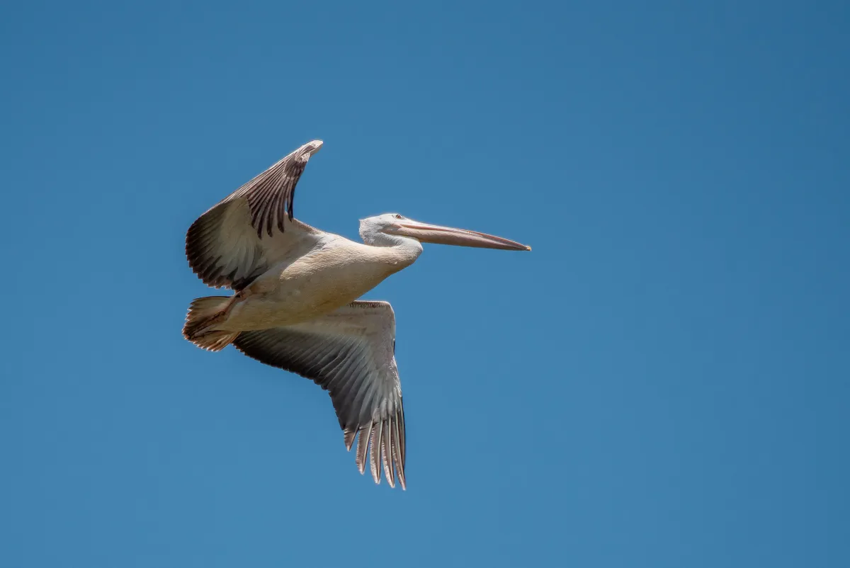 Pink-backed Pelican 2