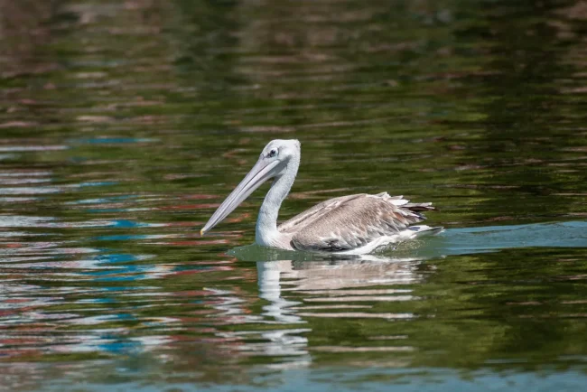 Pink-backed Pelican