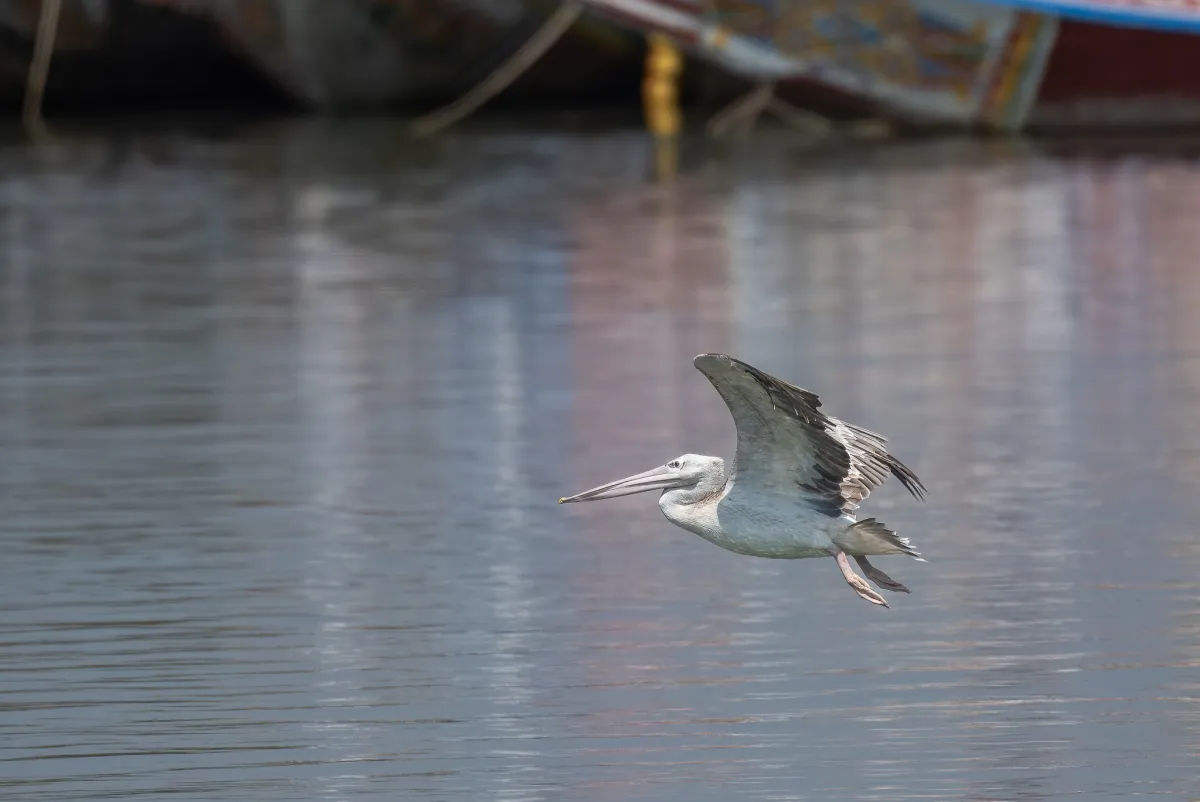 Pink-backed Pelican 5