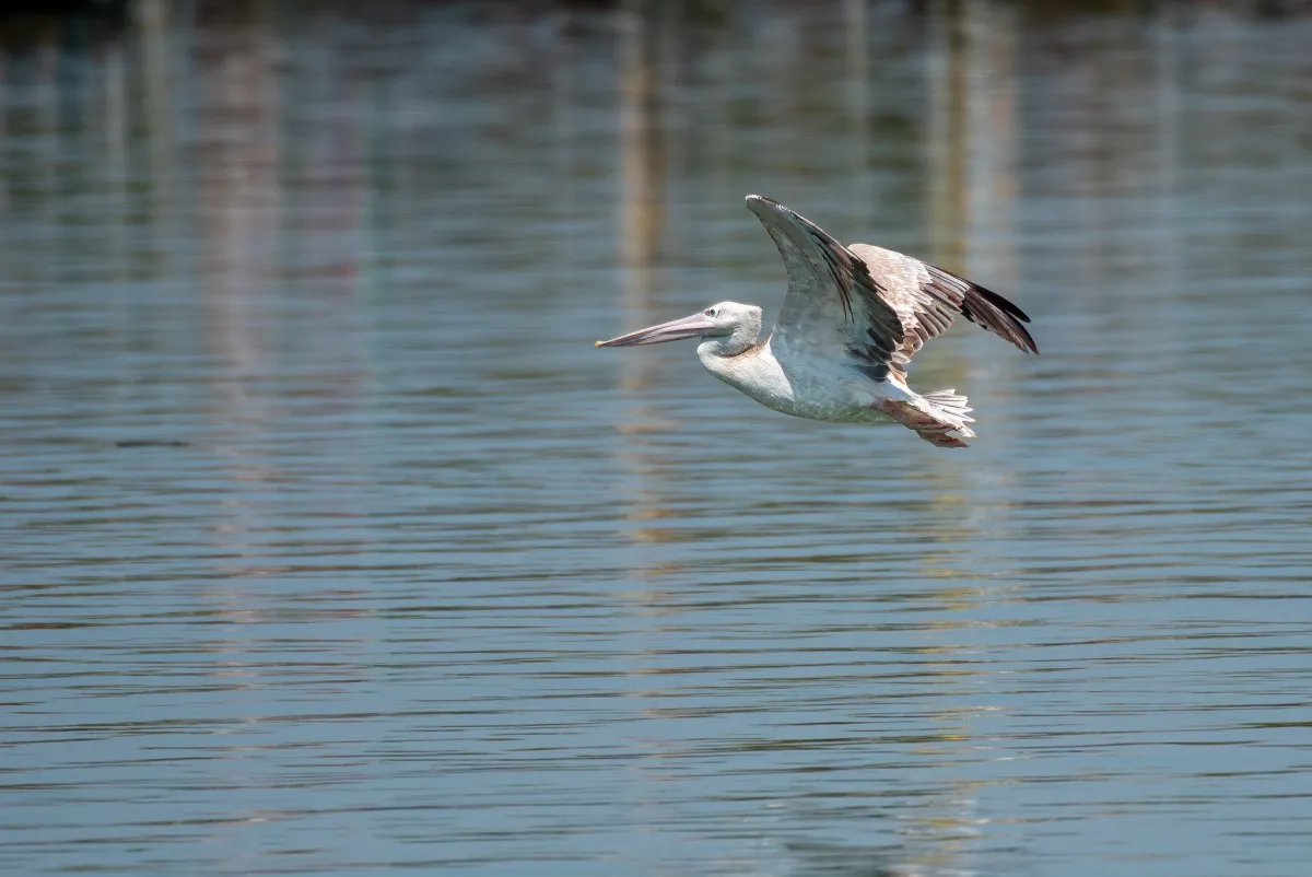 Pink-backed Pelican 6