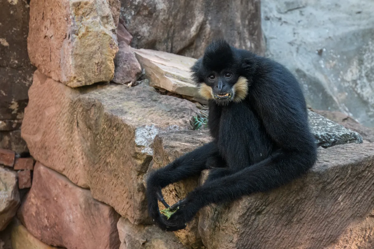 Yellow-cheeked Gibbon