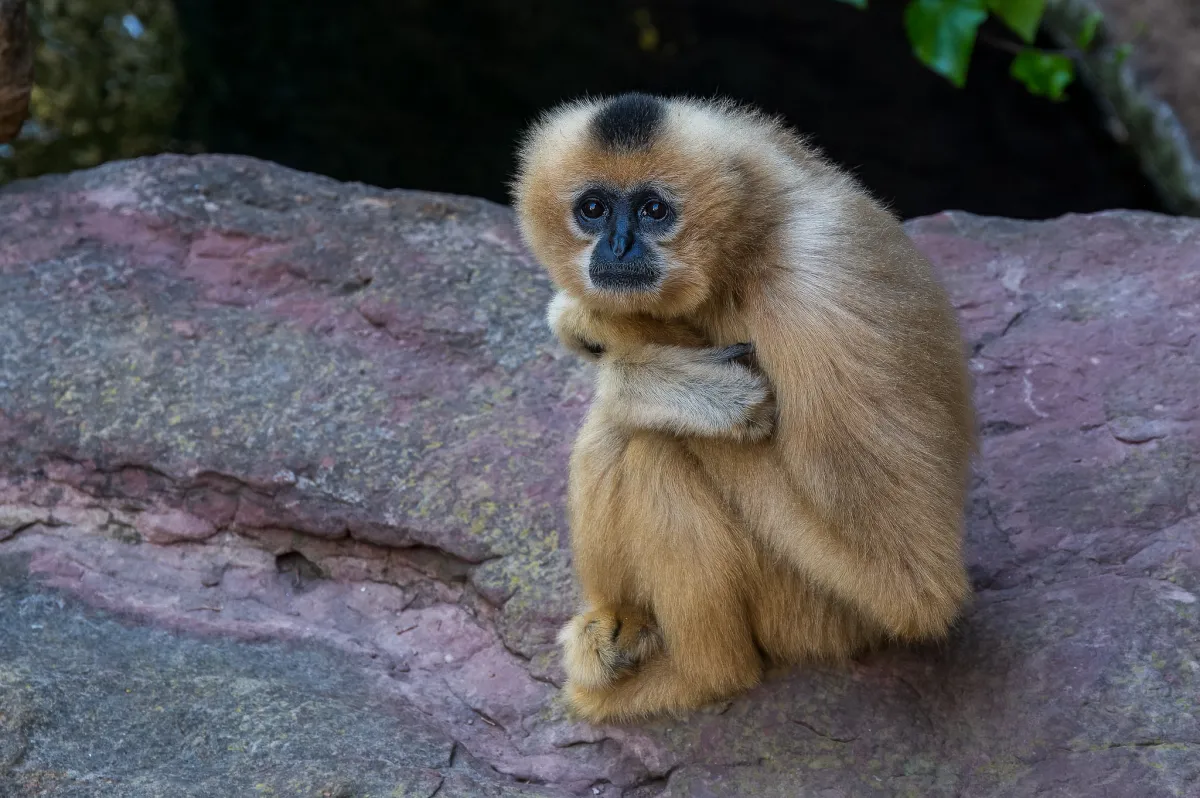 Yellow-cheeked Gibbon, female